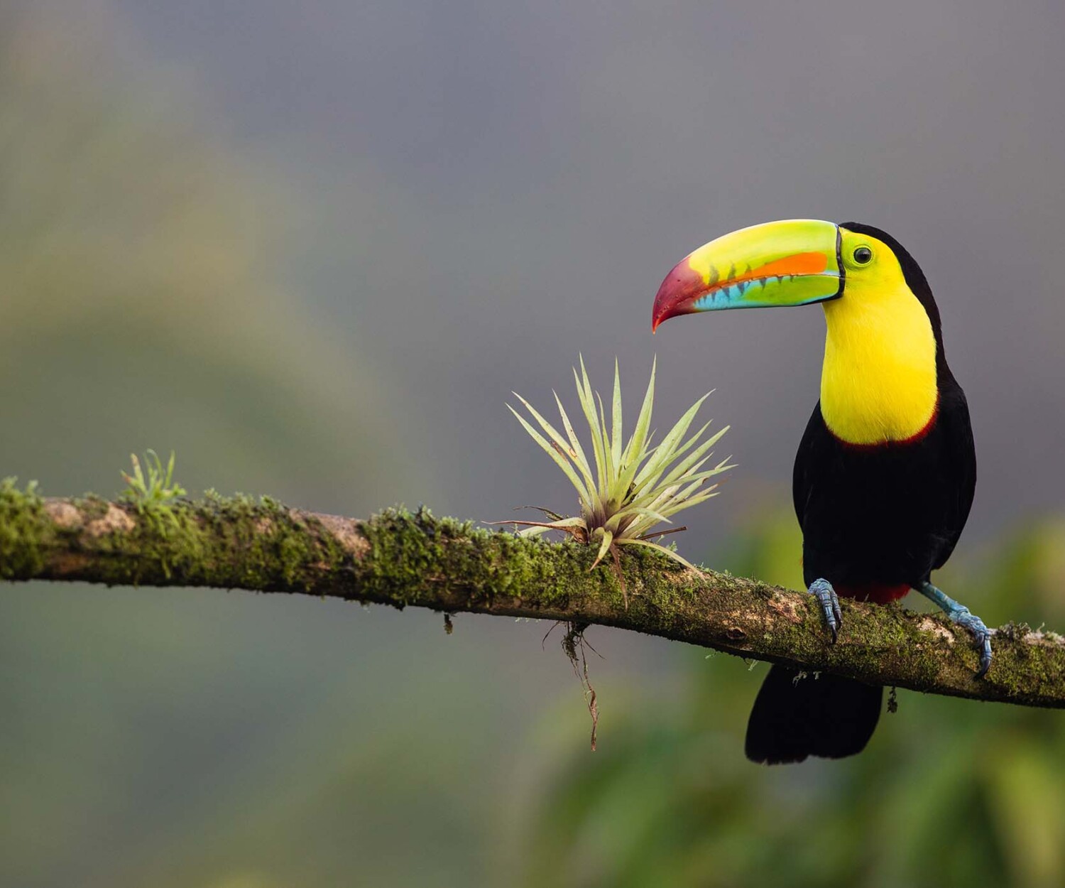 Toucan in Costa Rica