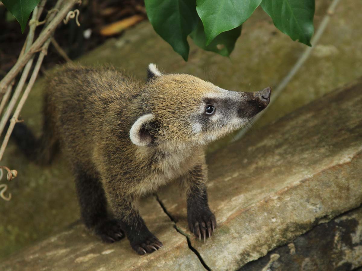 Where to see Coati in Costa Rica