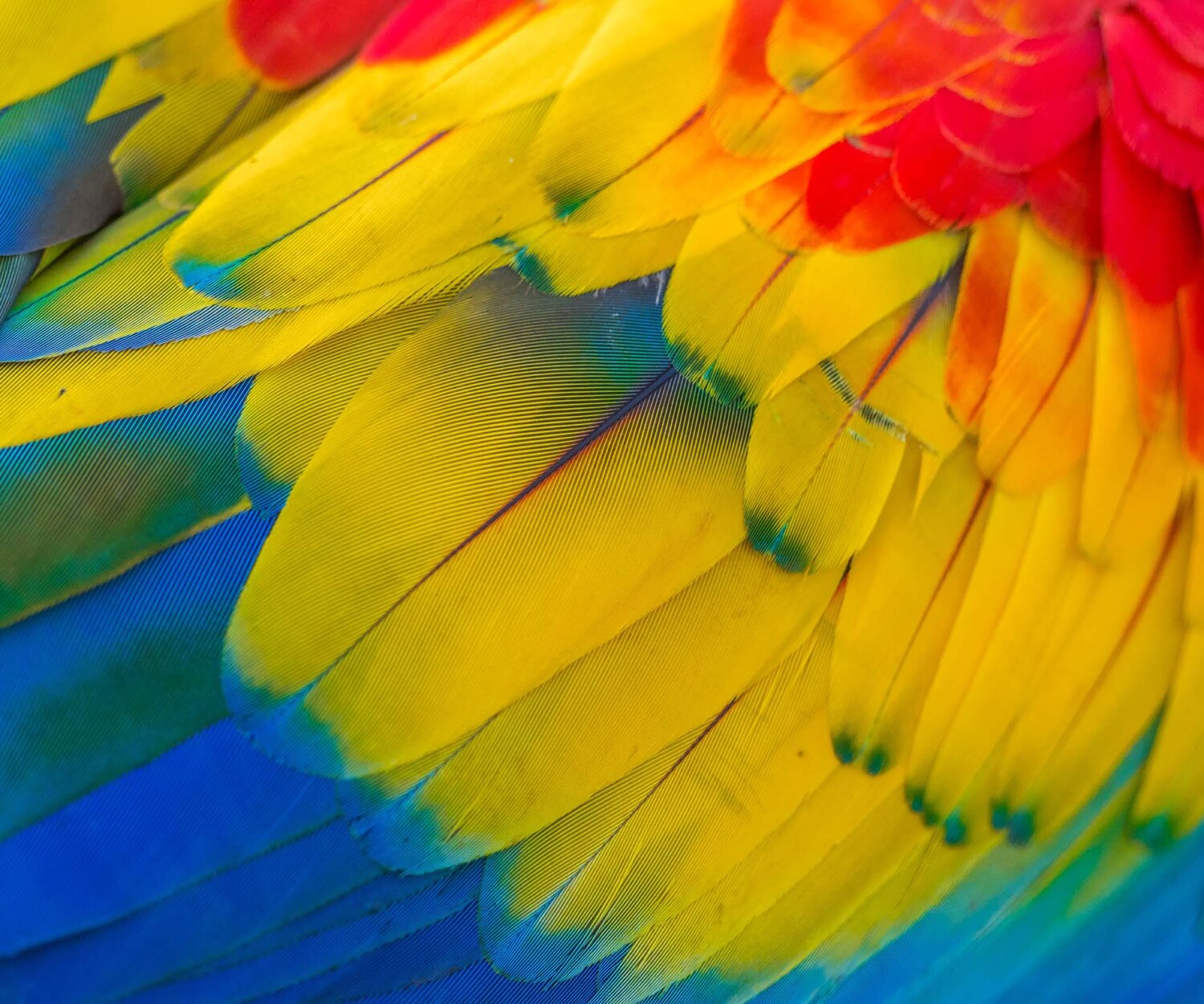 Scarlet Macaws of Costa Rica