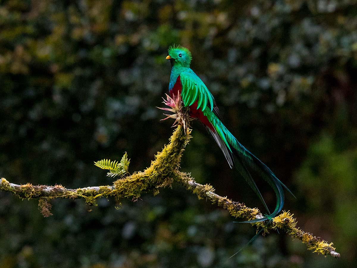 Resplendent quetzal in Costa Rica
