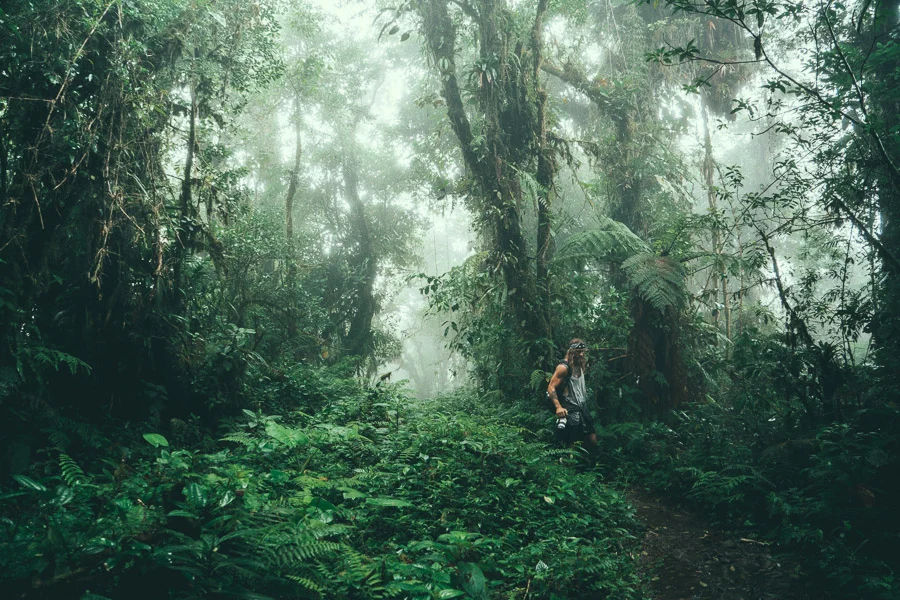 Cloud forest trail near Boquete, Panama